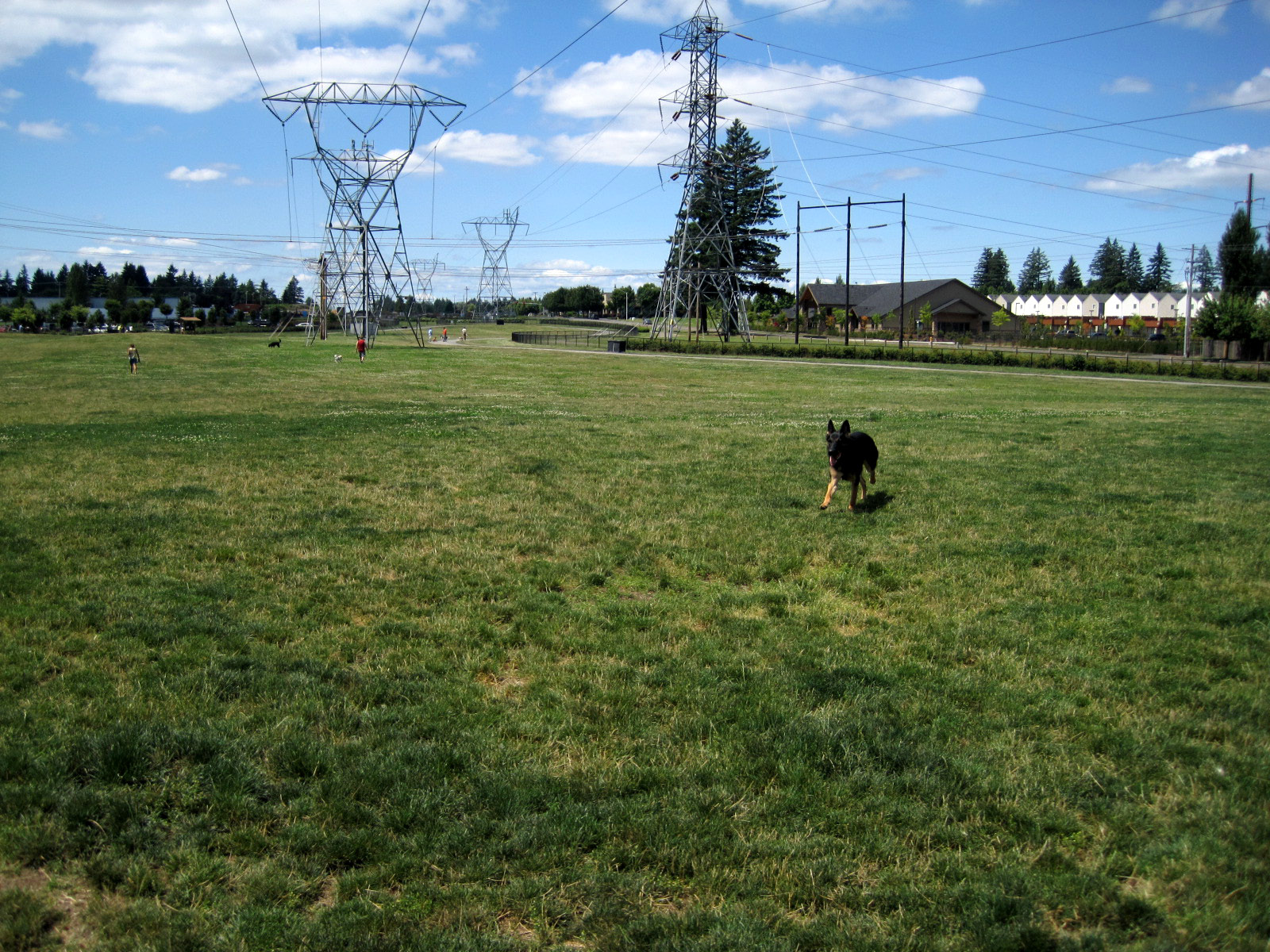 Stuff Saber Does Life of a FullTime German Shepherd Saber Reviews