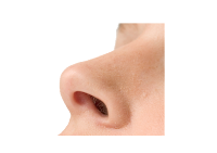 Nostril (lubang hidung) Nostril (lubang hidung)