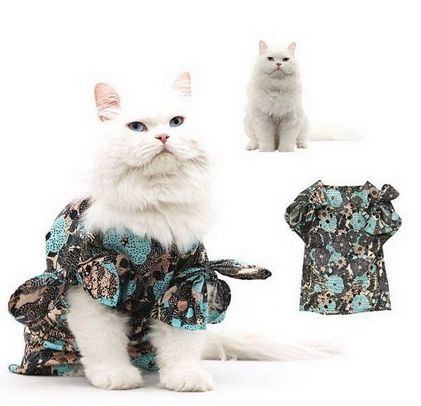 Trendy clothes for cats