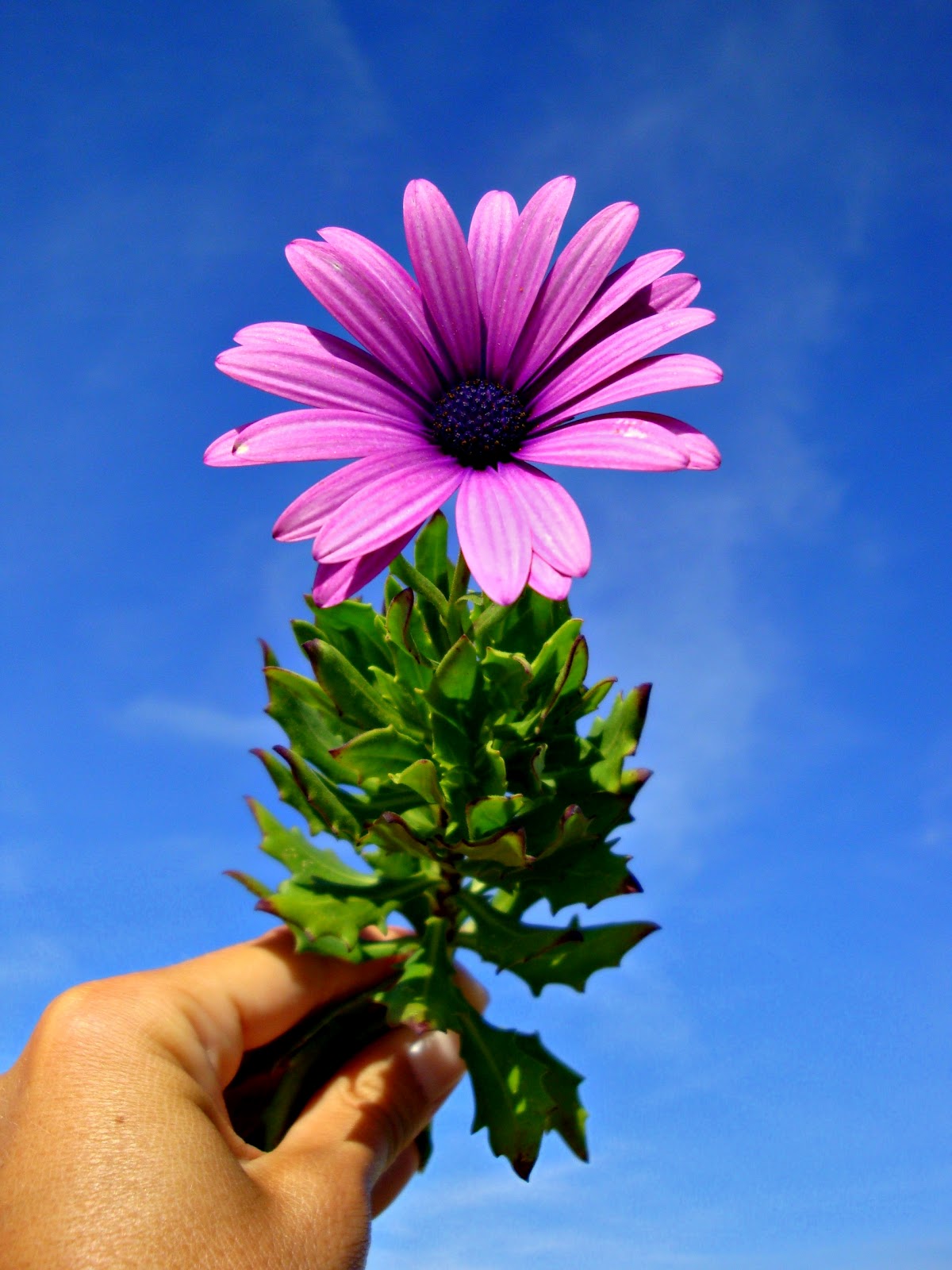 Cool Shots: Uma pequena flor