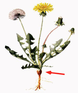 plant dandelion package little big taraxacum officinale common stem