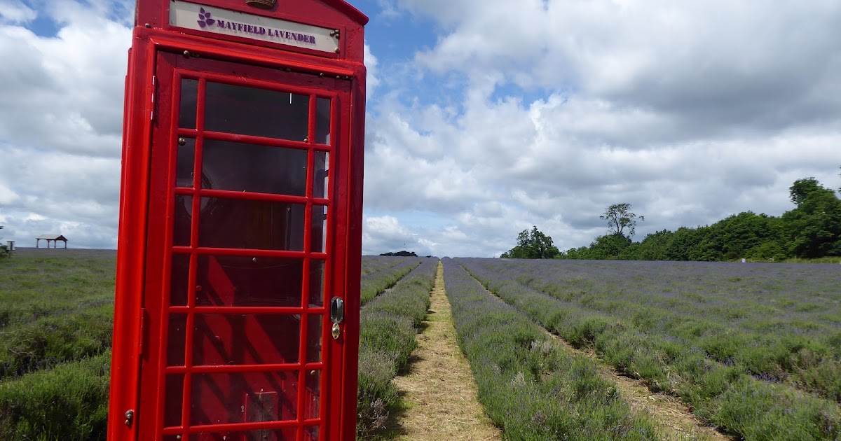 Mayfield Lavender in Bloom London via Surrey