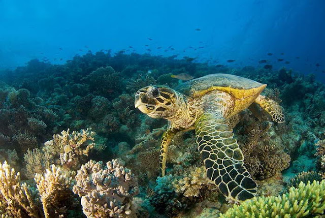 Cool Stuff!!!: Stunning Photographs of beautiful Sea Turtles!!!!