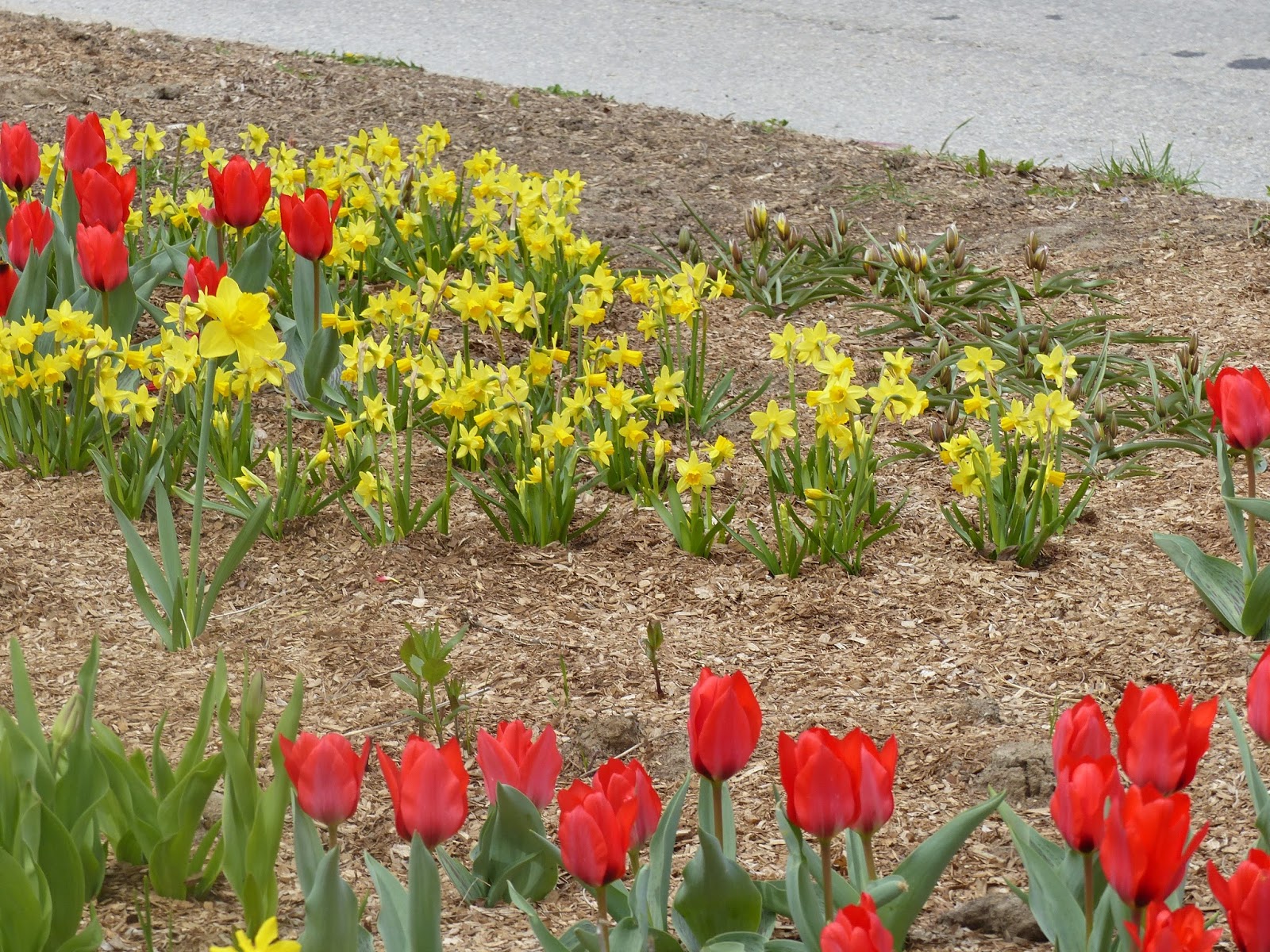 The Black Dot Communicator, Online: Guelph Transit Bulwark ...