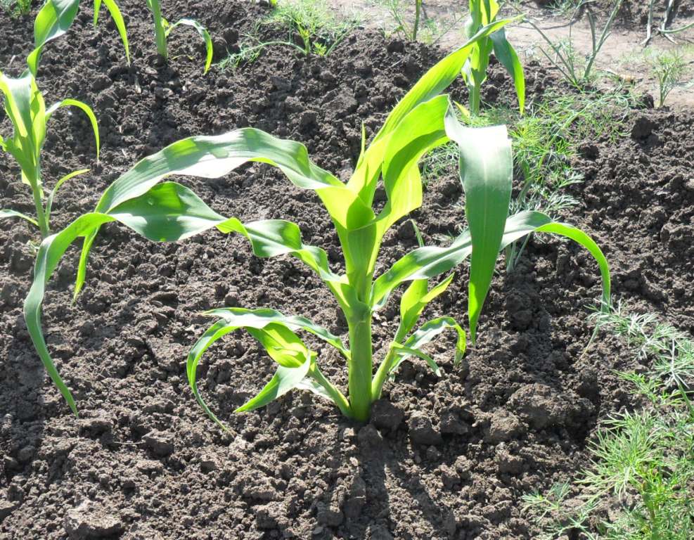 Как посадить кукурузу в огороде. Пасынки у кукурузы. Поросль кукурузы. Кукуруза убирать пасынки. Пасынки у кукурузы фото.