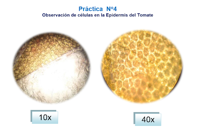 Laboratorio de ciencias naturales en casa, un blog para favorecer las