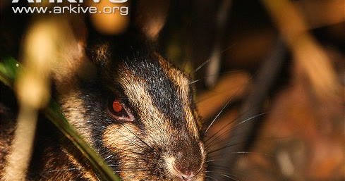 Klasifikasi Nesolagus netscheri - Biologi Edukasi: Belajar Sains Biologi
