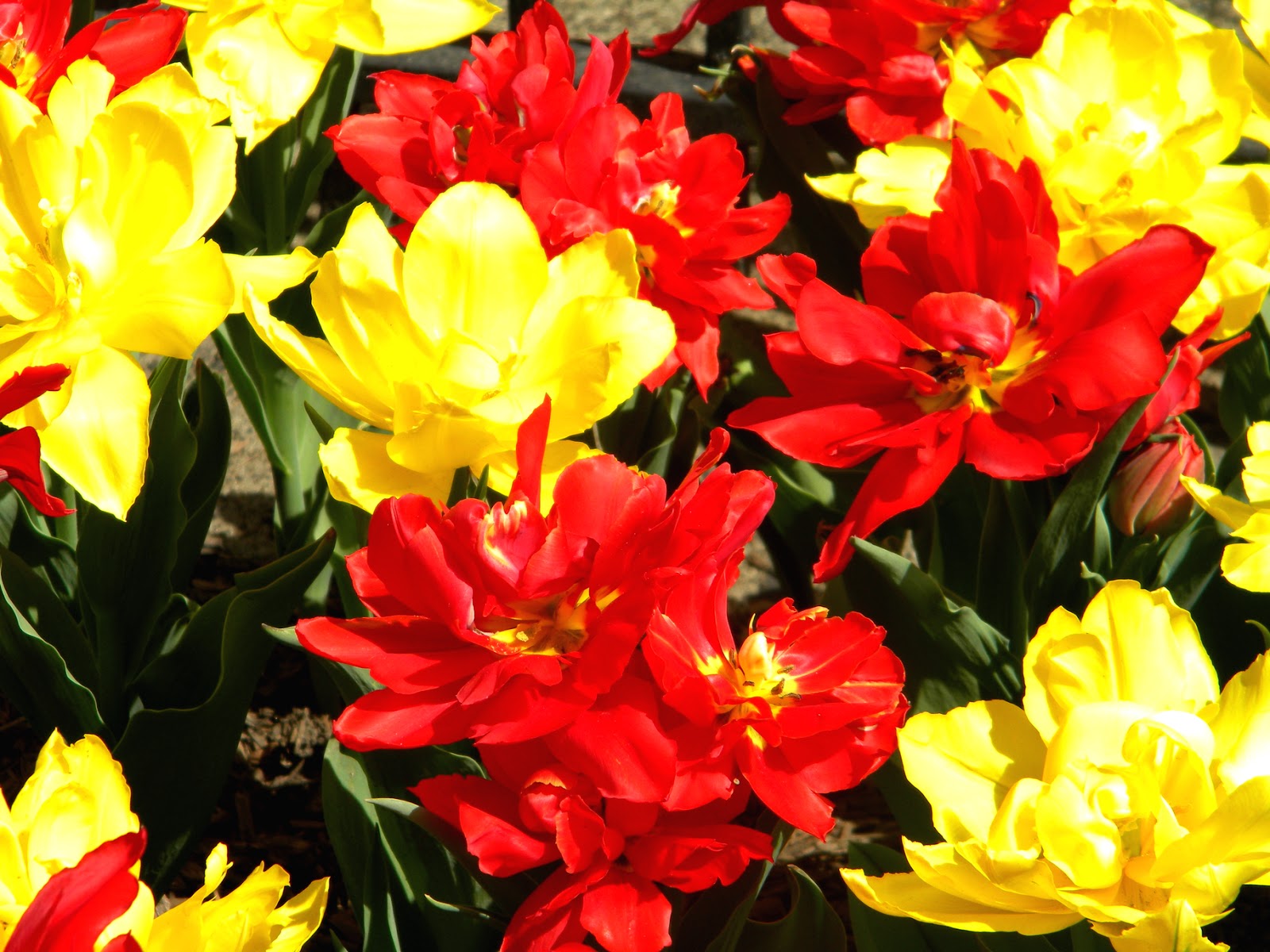 Red and Yellow Spring Flowers Chelsea, Manhattan Public Domain Clip Art