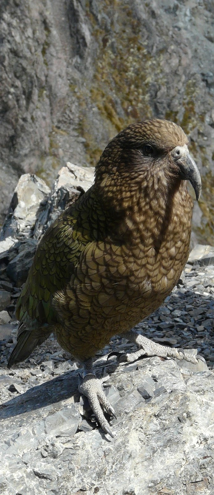 A kea parrot at a New Zealand mountain top.