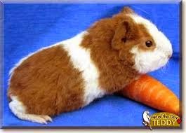 Teddy Guinea Pig