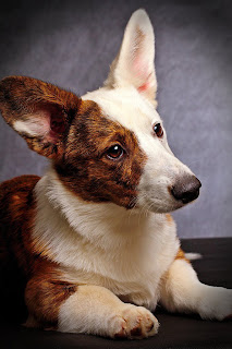 white and brown cardigan welsh corgi, cute puppy pictures