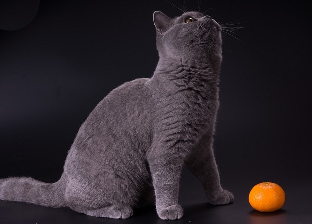 Fruits And Vegetables For Cats