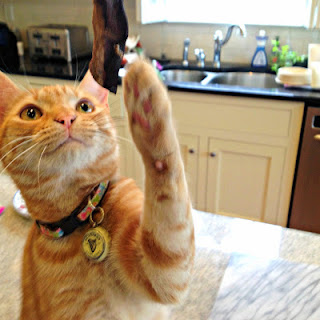 Bobby Flay O'Fish cat swatting paw at a Jones Chews lamb lung puff on counter