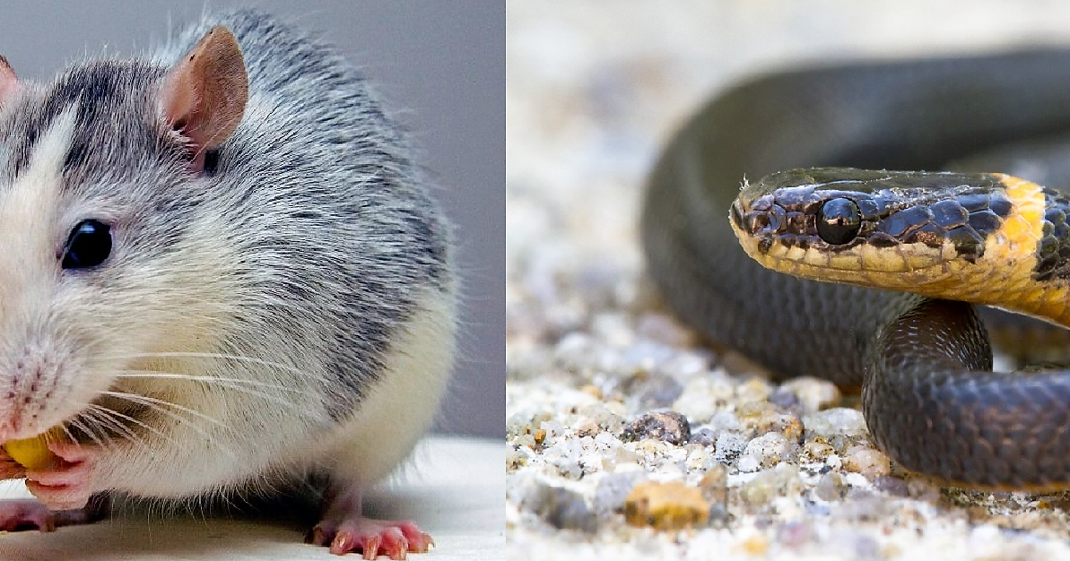 Exploring The Intriguing World Of Rat And Snake Compatibility