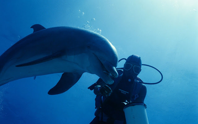 Photo of a dolphin and diver swimming underwater