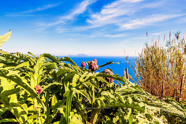 San Pancrazio Ischia, Piano Liguori, trekking Ischia, Percorsi Ischia, Ischia natura selvaggia, Colori mediterranei di Ischia, vegetazione tipica mediterranea, 