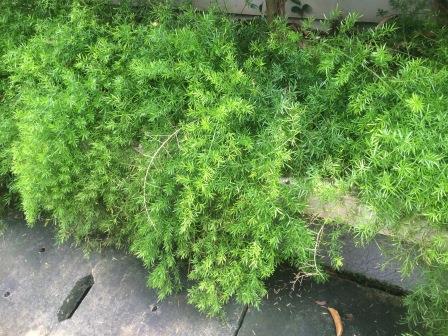 Asparagus densiflorus �sprengeri� | Pustaka Flora | Database Tanaman