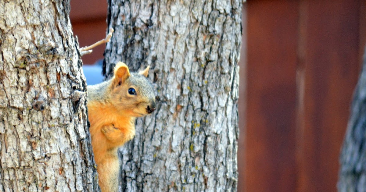 Hiking Colorado: Getting Squirrely