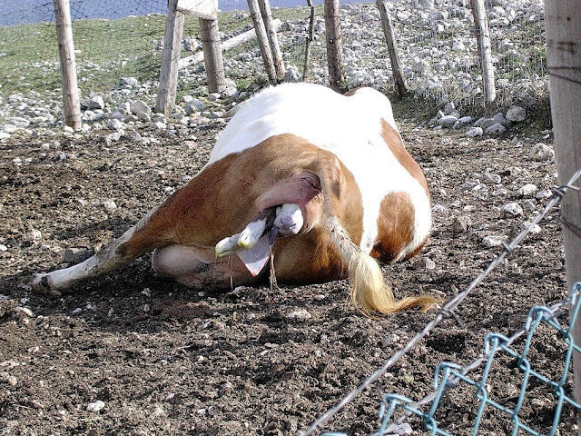 Mucca che partorisce