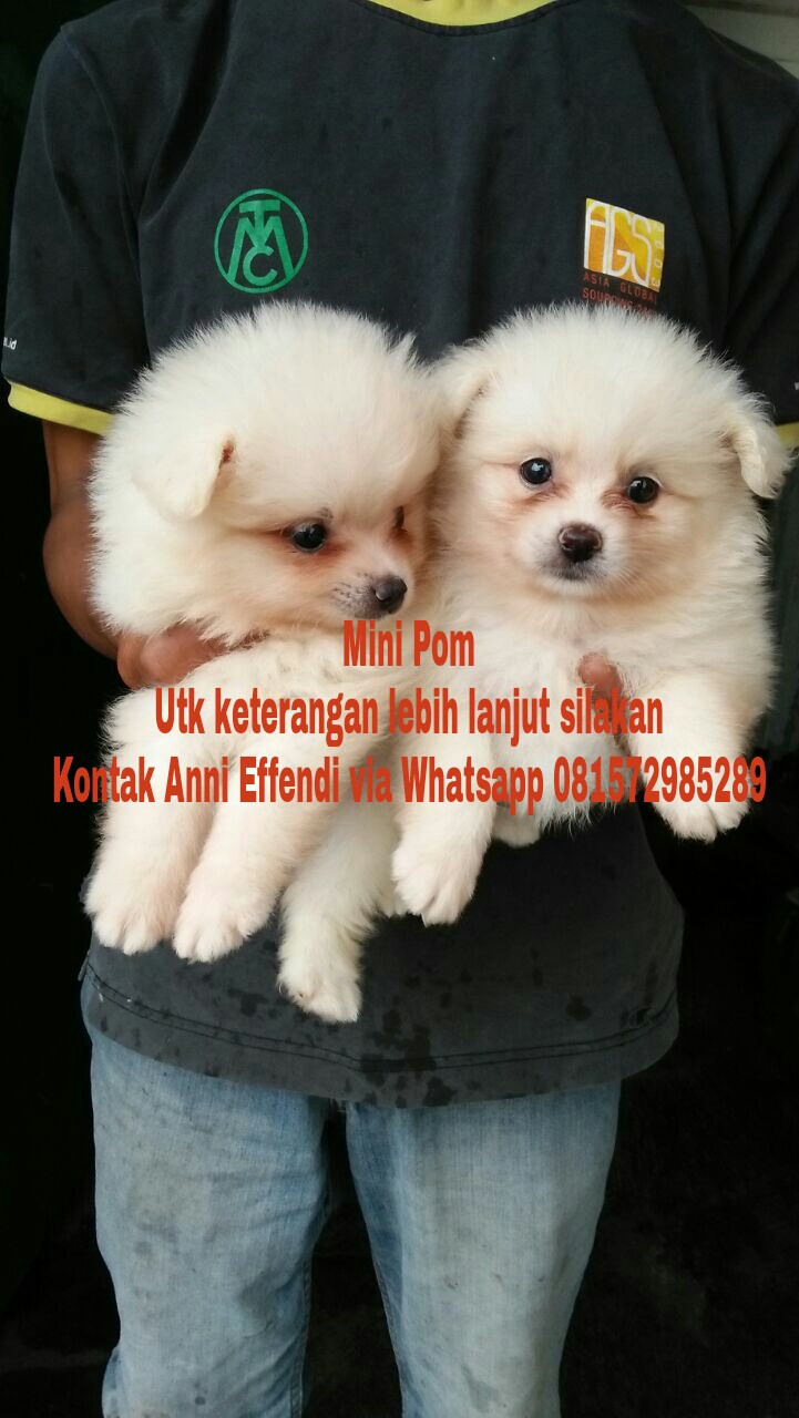 Jual Mini Pom Warna Putih Di Bandung Work At Home