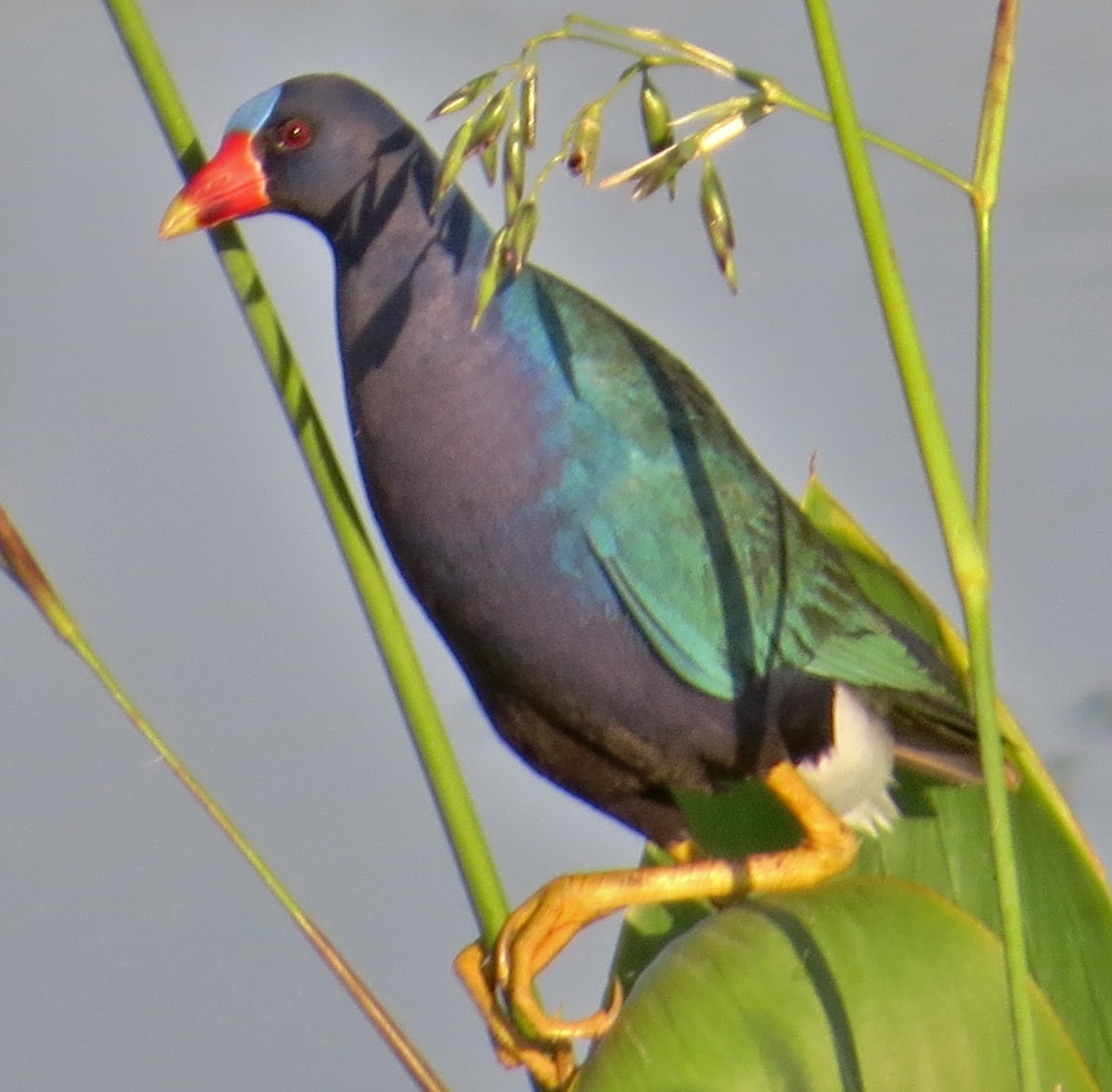 Florida Suncoast Birding Birds and Wildlife Special to Southwest Florida