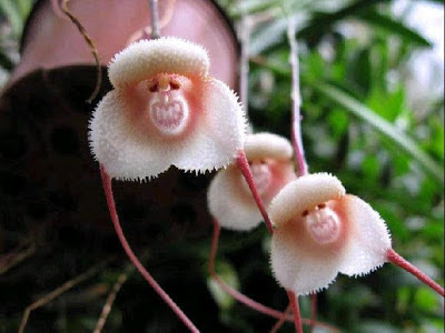 Monkey face orchids