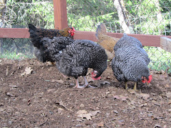 chicken coops santa rosa ca 17