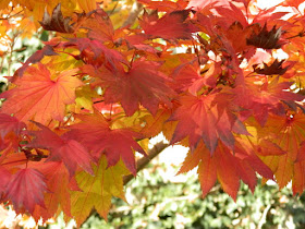 Acer shirasawanum Aureum Fullmoon maple autumn foliage Toronto Botanical Garden by garden muses-not another Toronto gardening blog