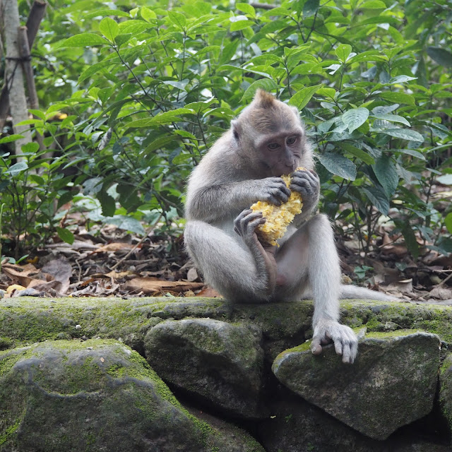 Sacred Monkey Forest Ubud Bali