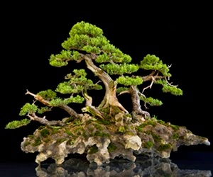 <img src="bonsai6.jpg" alt="foto bonsai">
