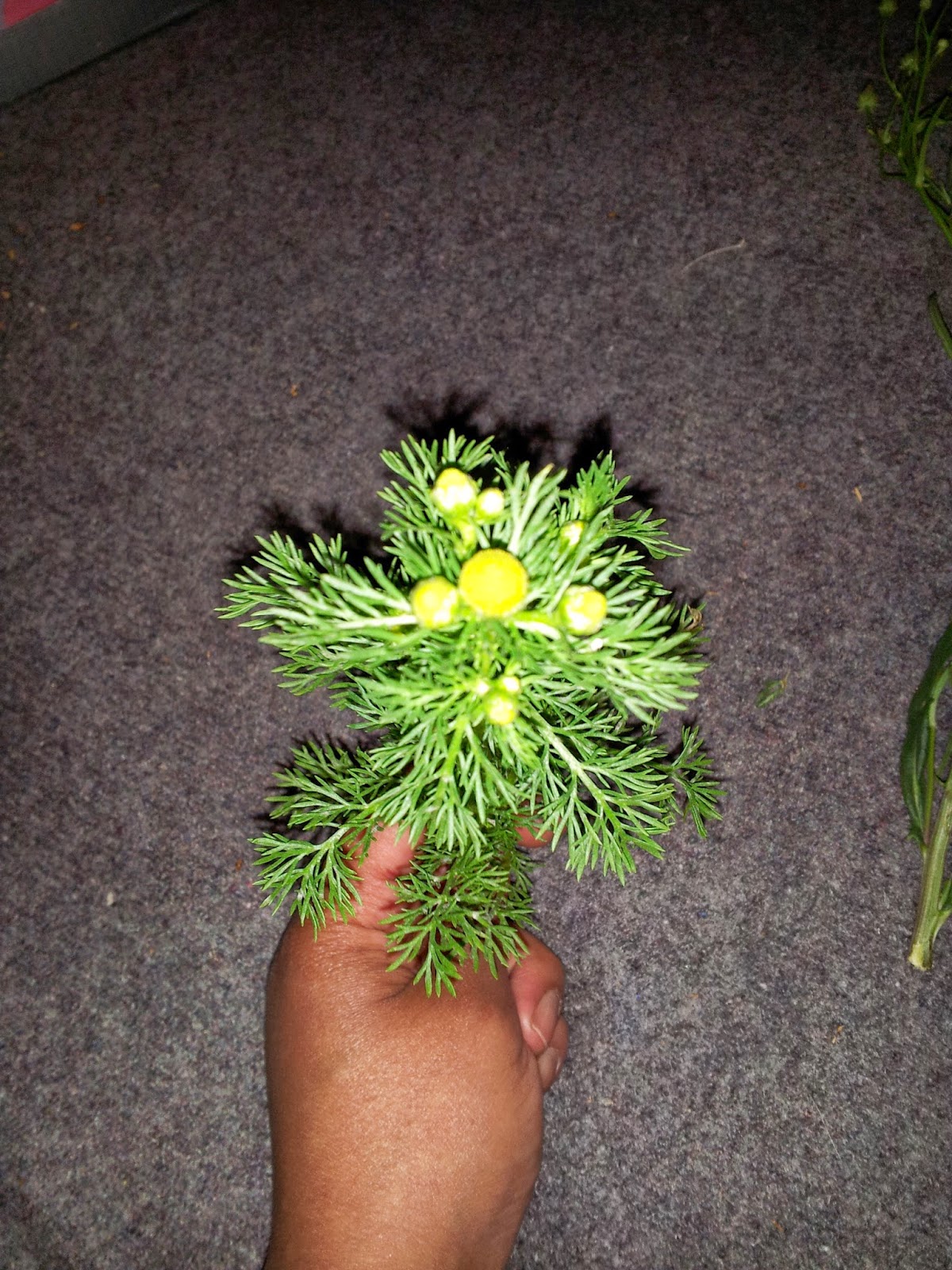 Musings of Musang Pineapple Weed aka Wild Chamomile, Matricaria discoidea