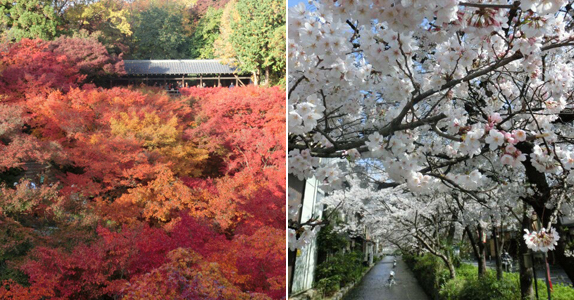 Waktu Terbaik Untuk Wisata di Kyoto Jepang - Wisata Kyoto