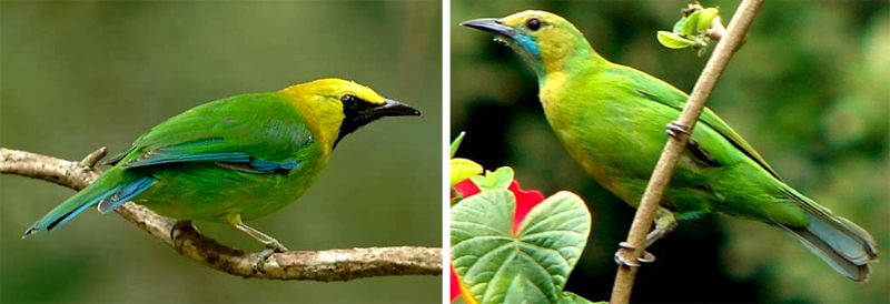 Harga Cucak Rante Jantan Dan Betina di Pasar Burung 2017