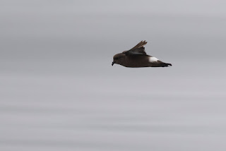 Paiño europeo, Hydrobates pelagicus, European Storm Petrel