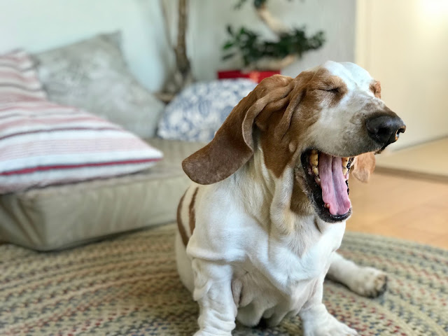 Resultado de imagen para basset hound ç¬ ç ã
