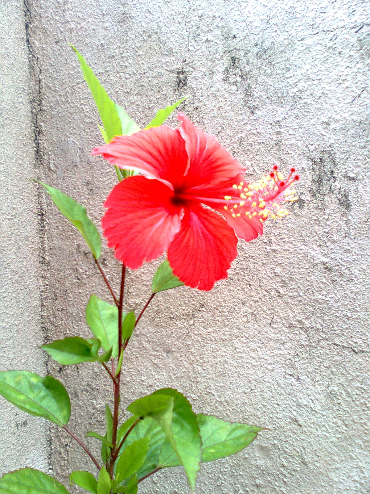 My Hibiscus Plant Quotes Blogs