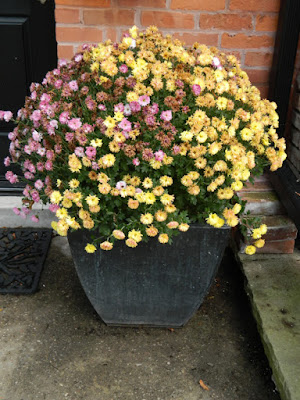 Faded chrysanthemums in container by garden muses-not another Toronto gardening blog