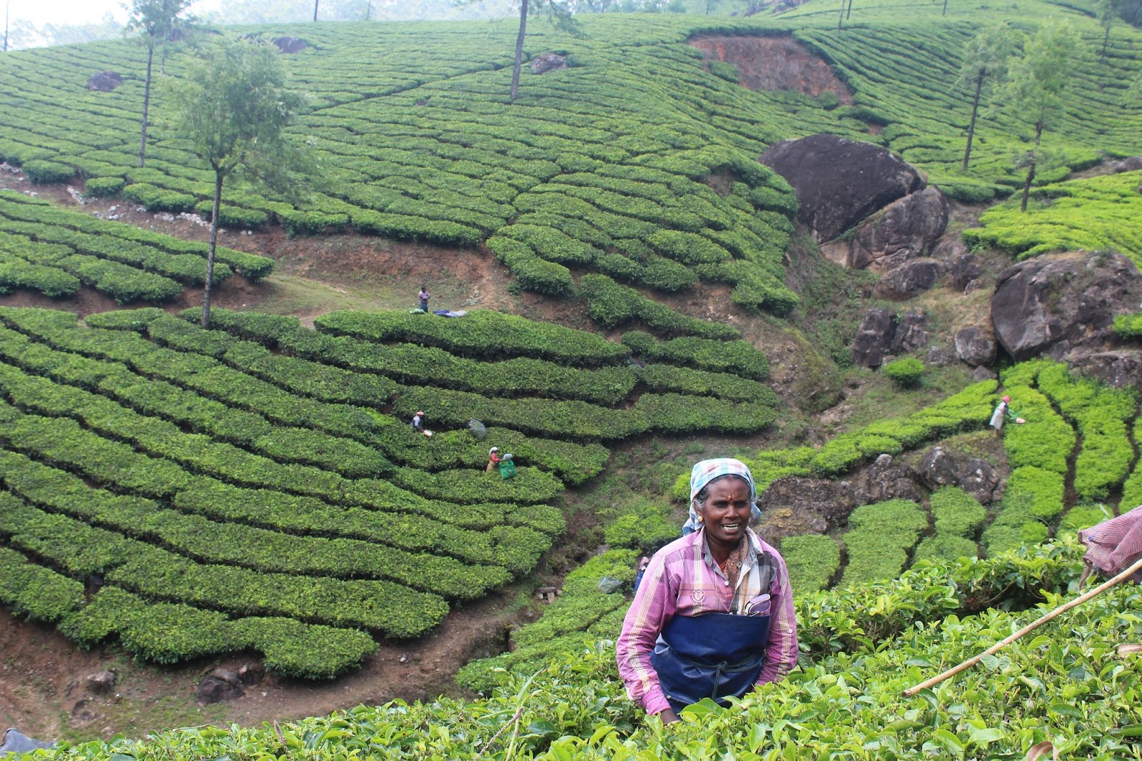 Tea Plantations of Munnar, Kerala DocDivaTraveller