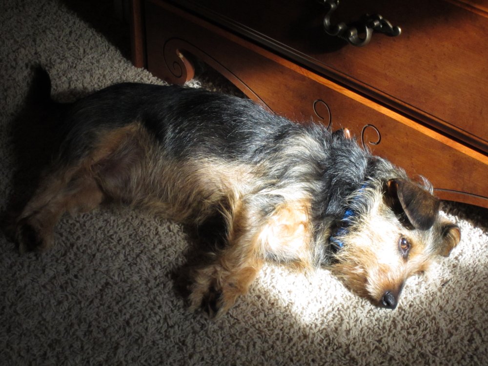 Cowspotdog The Art Of Sunpuddling Refresher