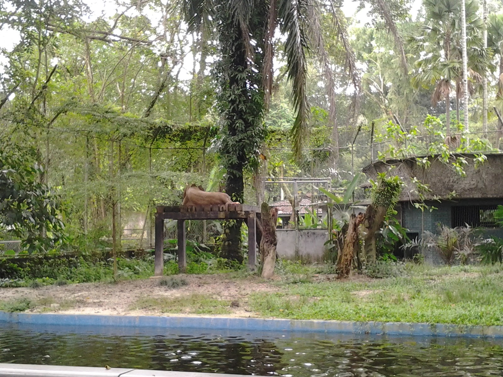 BLOG CIKGU NAZURA AHMAD: Lagi Gambar-Gambar Di Zoo Negara