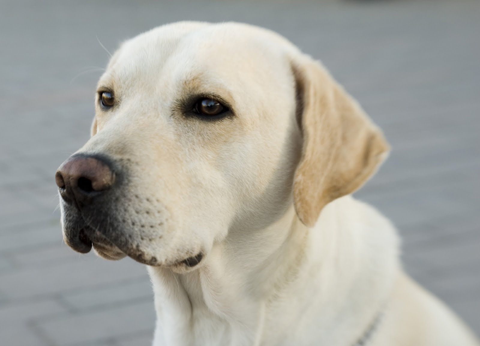 Good Family Dogs That Don T Shed Good Family Dogs That Don T Shed