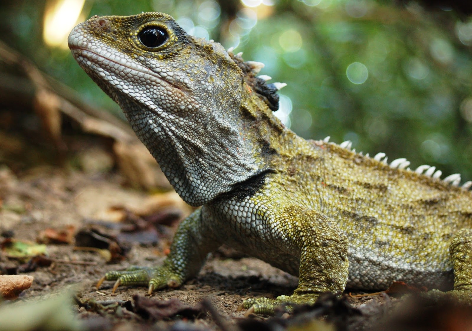 REPTILES ¿Qué y quienes son los reptiles? REPTILES ¿Qué y quienes son los reptiles?