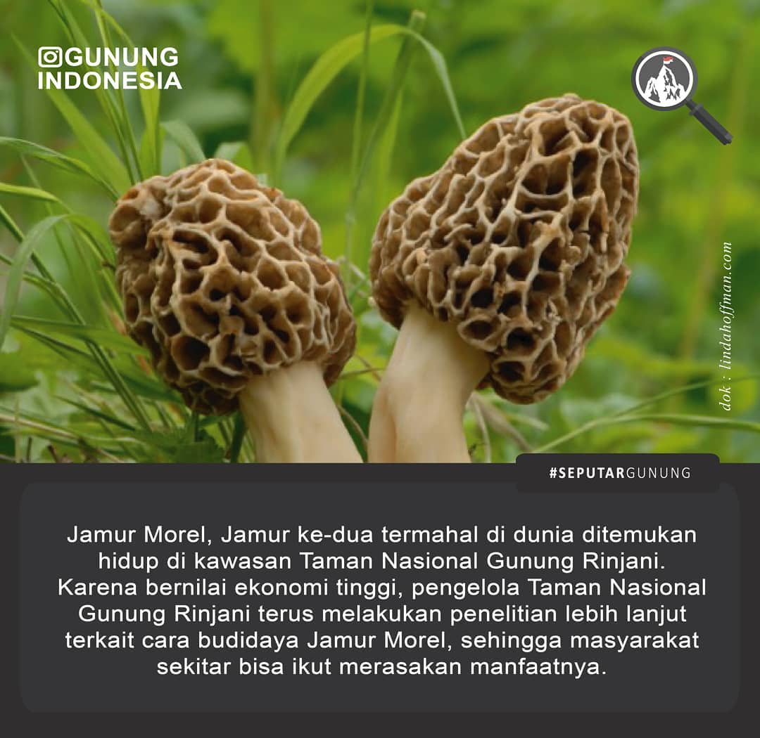 Jamur Temahal Kedua Di Dunia Hidup Di Rinjani AF Storie