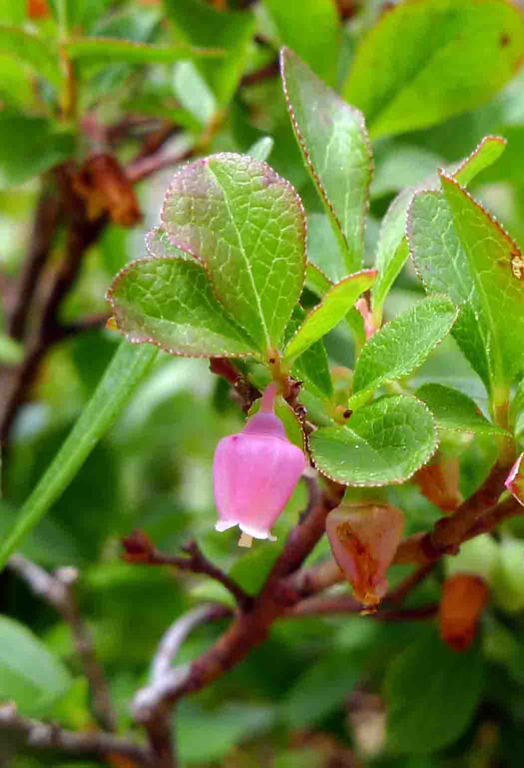 Wild Harvests The elusive and excellent Dwarf Bilberry