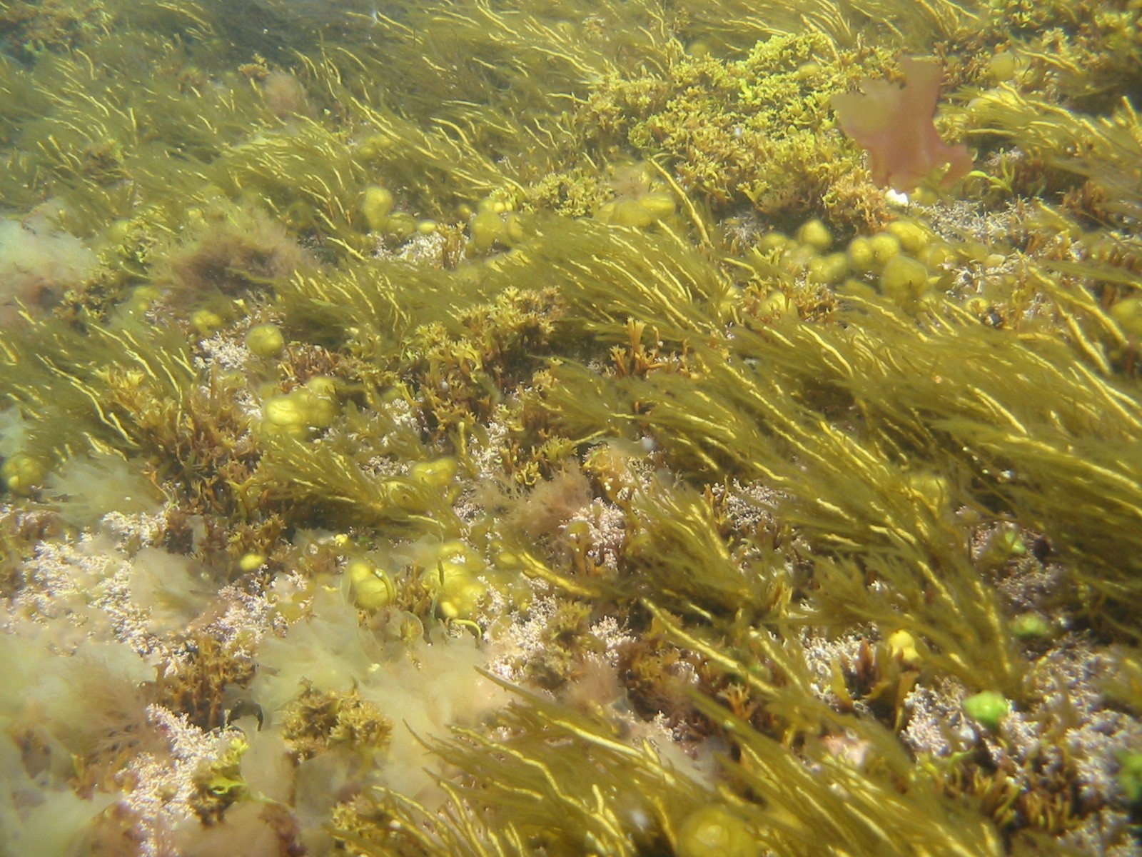 Interesting Facts OMG Facts about Algae & The Oxygen