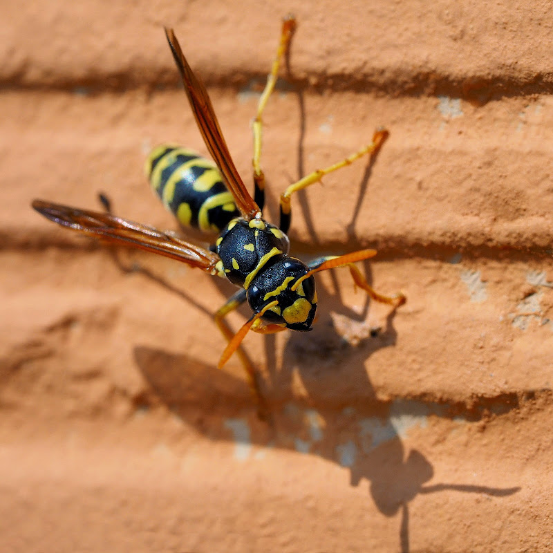 Olympus OMD EM1 + M.Zuiko 60 Macro a 60 (120) mm • ISO 200 • 1/320 • f/7,1