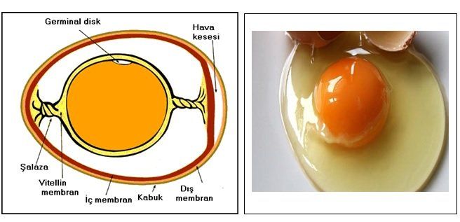 tavukta yumurta olusumu tavuk ciftligim