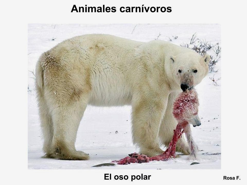 Imagenes De Animales Carnivoros Para Imprimir