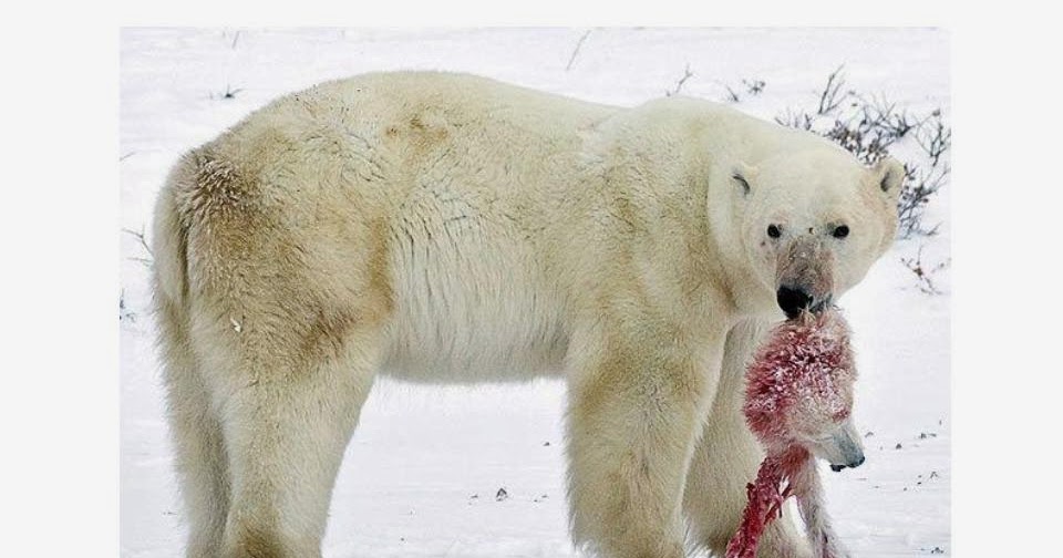 Dibujos De Animales Carnivoros Para Colorear - heartfeltblurbs.blogspot.com