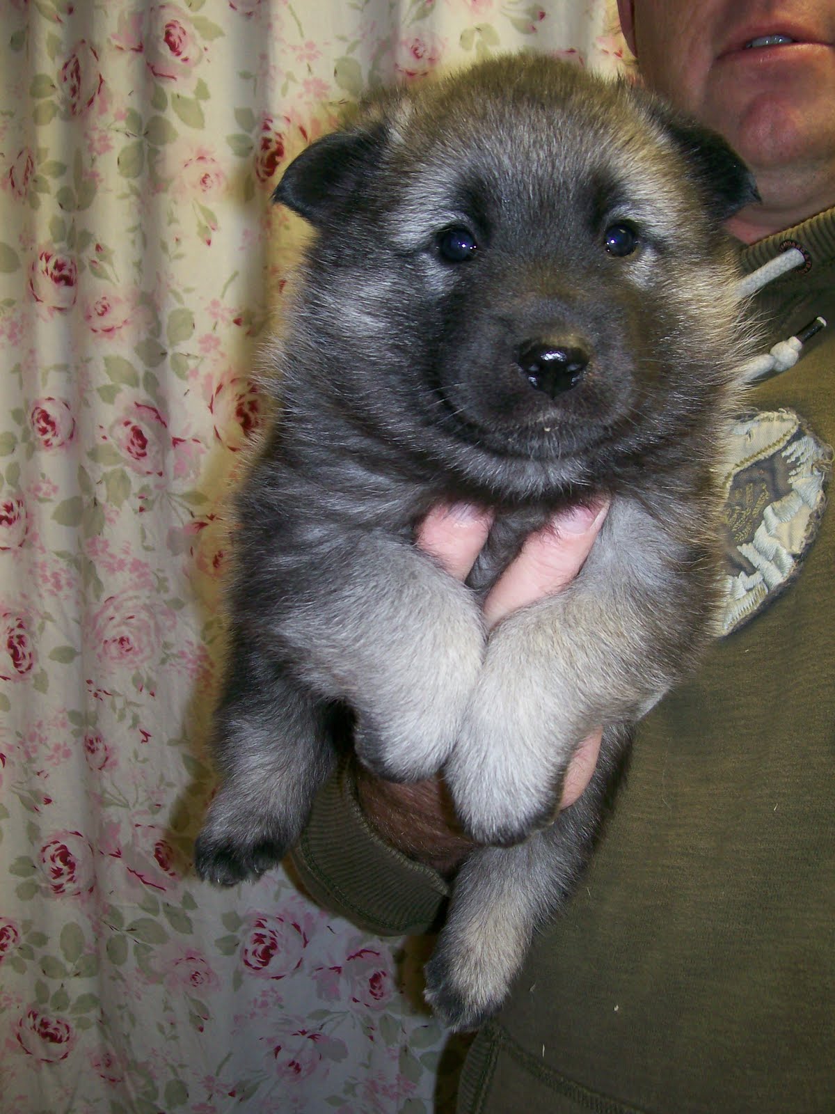 For The Love Of Norwegian Elkhounds Elkhound Puppies For Sale 4 Weeks Old